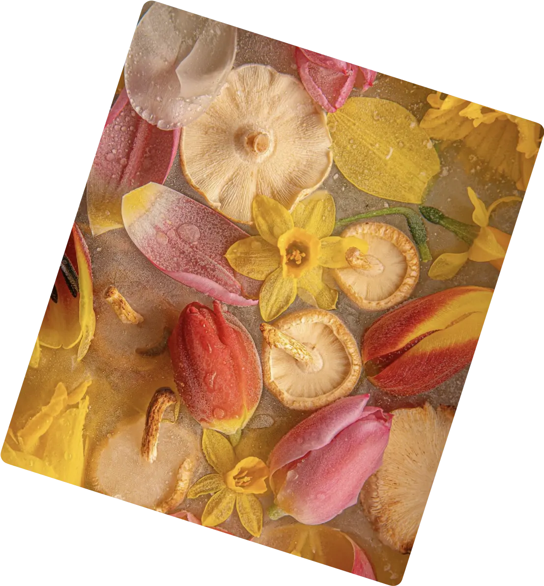 Photographic collage of flatlaid flowers with tulips, daffodils, and mushrooms in vivid colors.