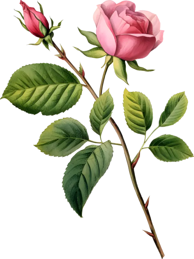 Delicate pink rose with a closed bud and lush green leaves on a branch.