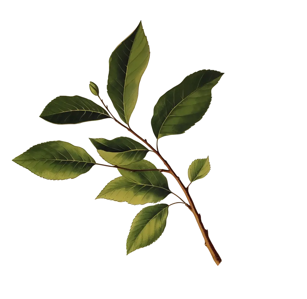 Realistic illustration of a leafy green branch with multiple leaves on a thin stem.