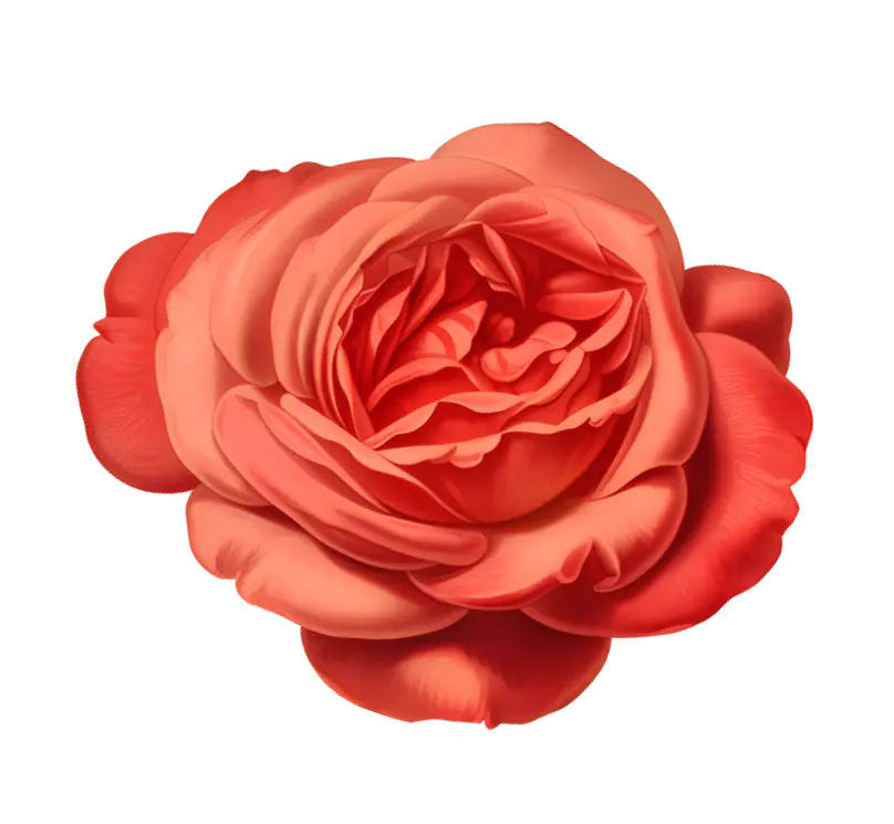 Close-up illustration of a single red rose in full bloom with detailed petals.