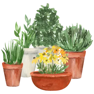 Watercolor illustration of five potted plants, including yellow flowers and green herbs in clay and ceramic pots.