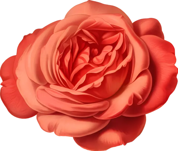 Illustration of a vibrant red rose in full bloom.