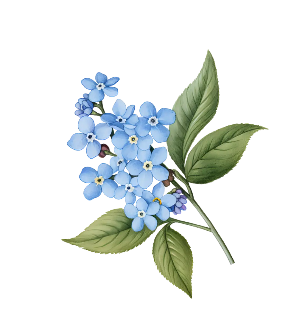 Illustration of a sprig of blue forget-me-not flowers with green leaves.