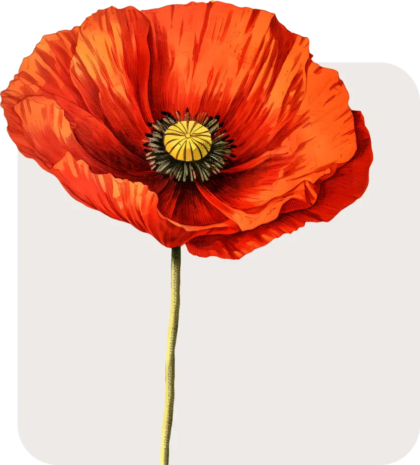 Detailed illustration of a single red poppy flower in full bloom on a long stem.