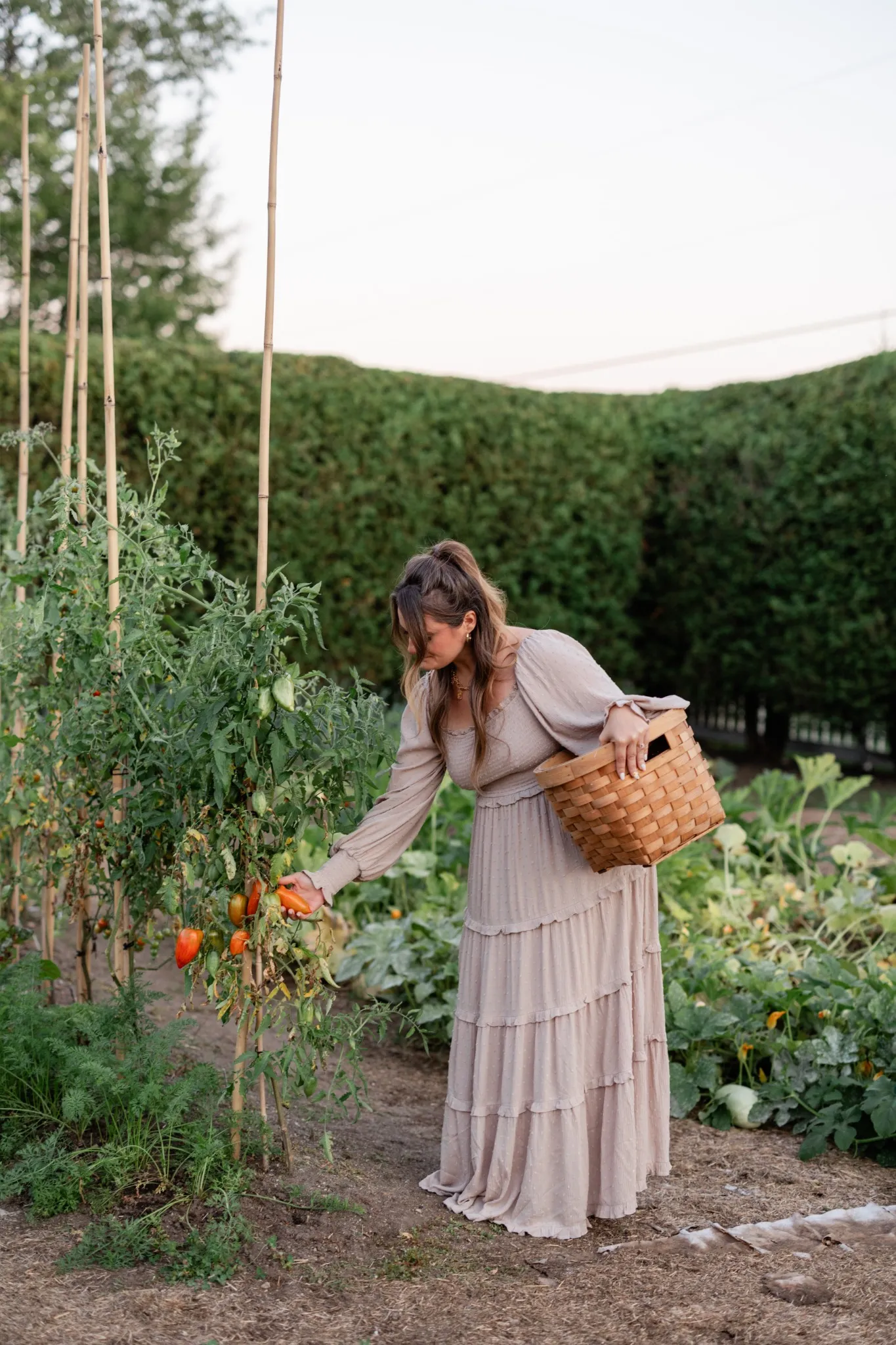 Woman in a light-colored dress harvesting tomatoes in a garden, carrying a wicker basket.