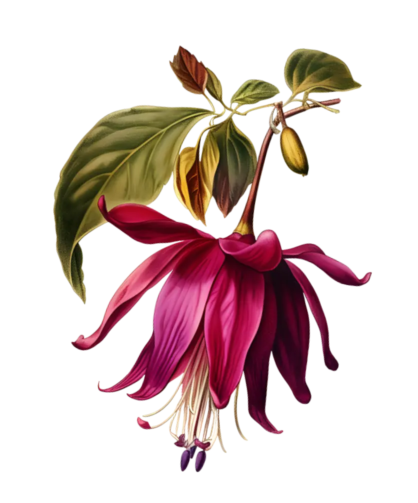 Illustration of a fuchsia flower with a pink bloom and detailed green leaves.